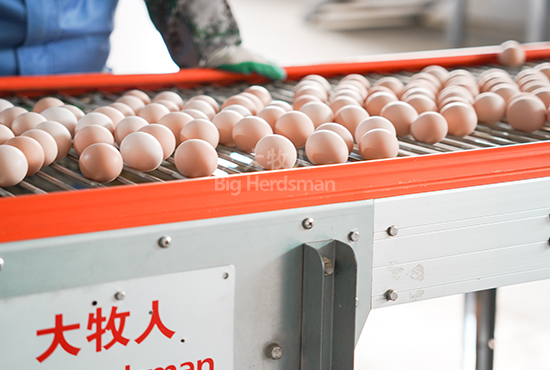 Egg conveyor